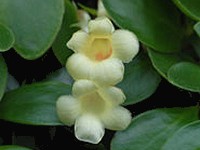 Codonanthe
