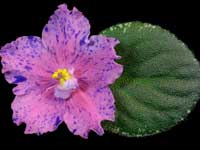 Buckeye Clownin' Around