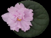 Super Duper (Lyon's)