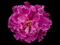 EK-Boginia Krasoty (Beauty Goddess)