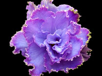 EK-Nebesnaia Lazur (Sky Azure)