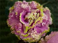 LE-Sestra Korolevy (Queen's Sister)