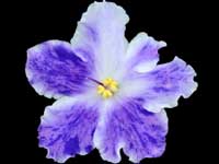 AE-Sharlene Fantasy (Charlene Fantasy)