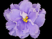 EK-Morskoi Volk (Sea Wolf)