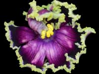 LE-Tumannost' Andromedy (Andromeda Nebula)