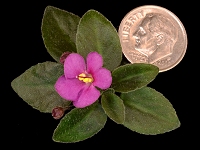 SK-Pervaia Liubov' (First Love)