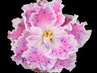 LE-Sulamif' (Sulamith)