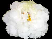 LF-Khameleon (Chameleon)