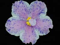 Kostina Fantaziia (Kostia's Fantasy)