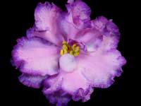 LE-Rozovye Sny (Pink Dreams)