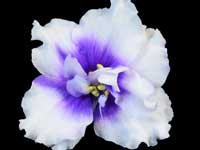 LE-Vladimir (Vladimir)