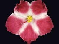 RM-Aromat Leta (Scent of Summer)