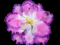 RS-Egyptian (Egyptian)