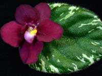 Mac's Mesmerizing Meteor