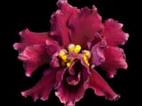 EK-Strasburg (Strasburg)