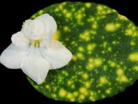 ShN-Kosmicheskaia Feya (Cosmic Fairy)