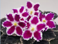 EK-Marmelsdnye Romashki (Marmalade Daisies)