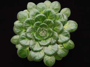 Petrocosmea - Rotundifolia