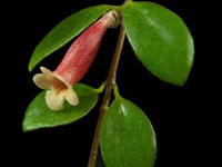xCodonanthus