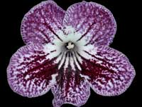 Streptocarpus - Rondul's Kazia