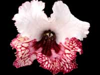 Streptocarpus - Kika