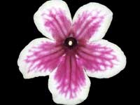 Streptocarpus - Bristol's Boomerang