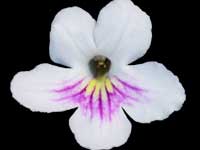 Streptocarpus - Myfawny