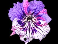 Streptocarpus - Rays of Hope