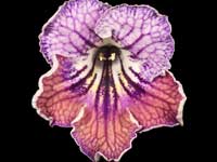 Streptocarpus - UA-Mavka