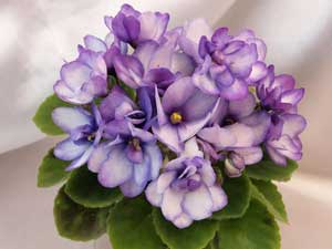 SK-Tanets Zhuravlia (Dance of Crane)